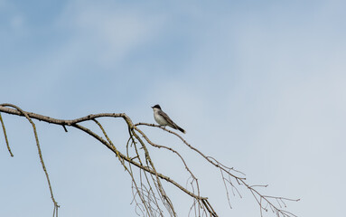 Eastern kingbird perching on the branch.
