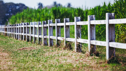 Fototapeta na wymiar White fence on the grass land field. in dark forest color tone.