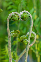 close up of fern leaf