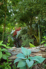  blooming phododendrons in the park