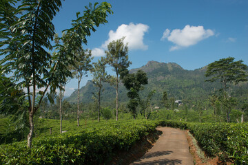 Fototapeta na wymiar Path through the tea plantation, Sri lanka 