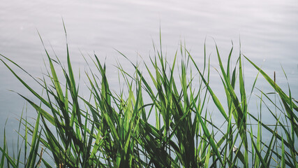 Tall green grass near the lake 