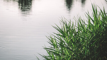 Tall green grass near the lake 