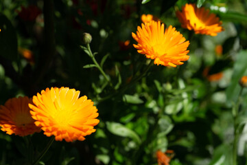 orange flower in the garden