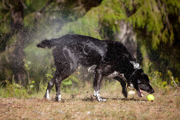 Dog shaking off water i summer mid day light