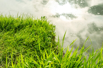 Obraz na płótnie Canvas Green grass on the river bank. Close up.