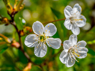 Wild blooming of colors and smells on a Sunny spring day. White wonderful flowers and green leaves.