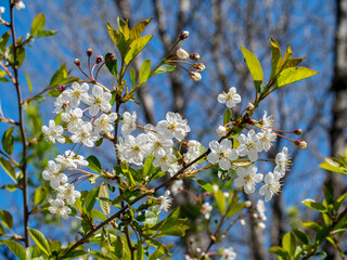 Wild blooming of colors and smells on a Sunny spring day. White wonderful flowers and green leaves.