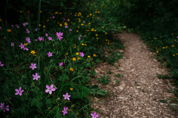 Trail in a forest with violets all around , relax in a natural park
