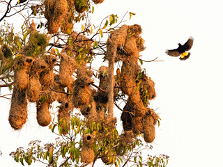 Wildlife photo of a Yellow-rumped Cacique (Cacicus cela) approaching its large nesting colony high up in a tree in the tropical rainforest, Peru