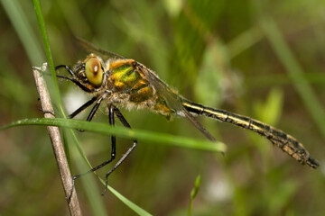 Downy Emerald macro.  Cordulia aenea