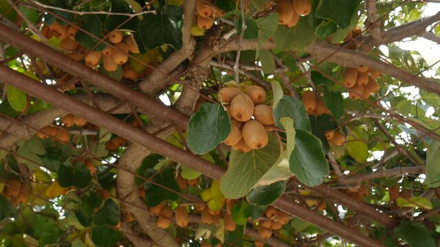 Many ripe large kiwi fruits on tree branches.
