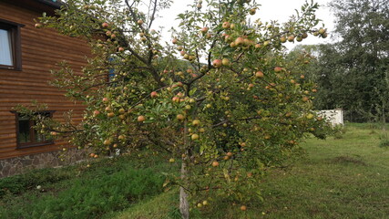 apple orchard in spring