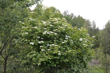 Guelder rose (Viburnum opulus). Guelder Rose flowers at springtime.