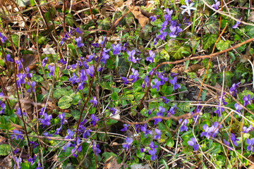 Wild growing violets between dry twigs and leaves in the forest, Viola reichenbachiana