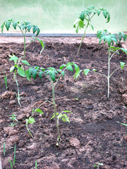 young tomatoes grow in a greenhouse