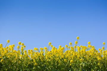 ４月(春に咲く菜の花)