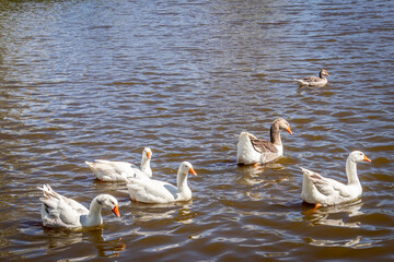 Gooses on the lake