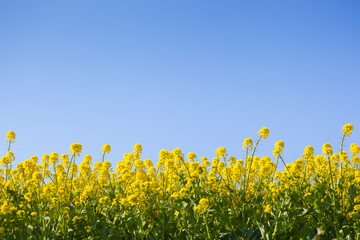 Naklejka premium ４月(春に咲く菜の花)