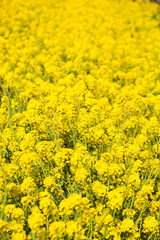 ４月(春に咲く菜の花)