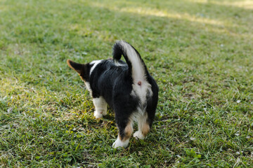 Naklejka na ściany i meble black and white Corgi puppy on the grass
