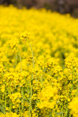 ４月(春に咲く菜の花)