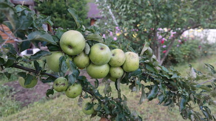 green apple tree