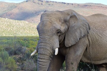 Adult elephant in safari bush with mountain
