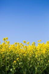 Naklejka premium ４月(春に咲く菜の花)