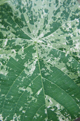 close up green leaf texture background