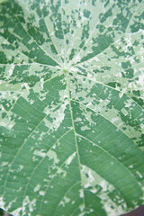 close up green leaf texture background