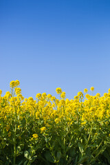 ４月(春に咲く菜の花)