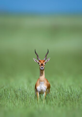 Blackbuck