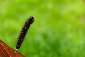 close up of grass