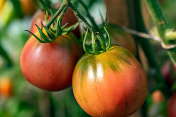 Close up of fresh raw tomatoes growing in the garden in sunny day.