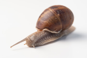 Lumaca isolata su sfondo bianco