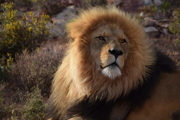 Fototapeta na wymiar Male lion in safari bush