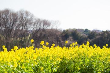 ４月(春に咲く菜の花)
