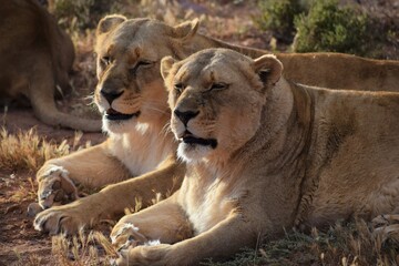 Fototapeta na wymiar Female adult lionesses in safari bush