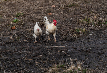white rooster with a white hen on a walk in the garden