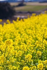 Obraz premium ４月(春に咲く菜の花)