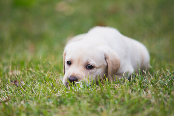 Portrait of a yellow labrador puppy, dog lying on the grass