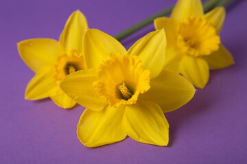Yellow narcises on a purple background. Beautiful spring flowers.