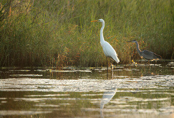 Great Egret and the purple heroin at Asker Marsh, Bahrain