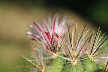 Thelocactus lausseri, the bud penetrates through the thorns and will be a beautiful flower