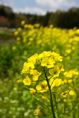 ４月(春に咲く菜の花)