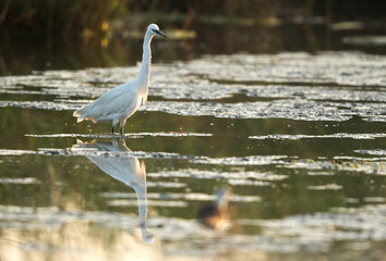 Little Egret at Asker Marsh fishing