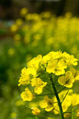 ４月(春に咲く菜の花)