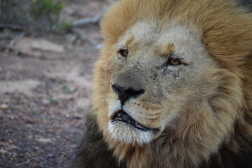 Male lion in safari bush