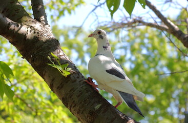 白い鳩、森の中